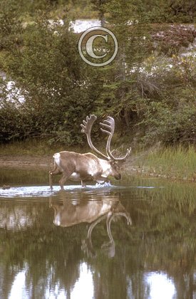 Bull Caribou in a Lake DM0100 